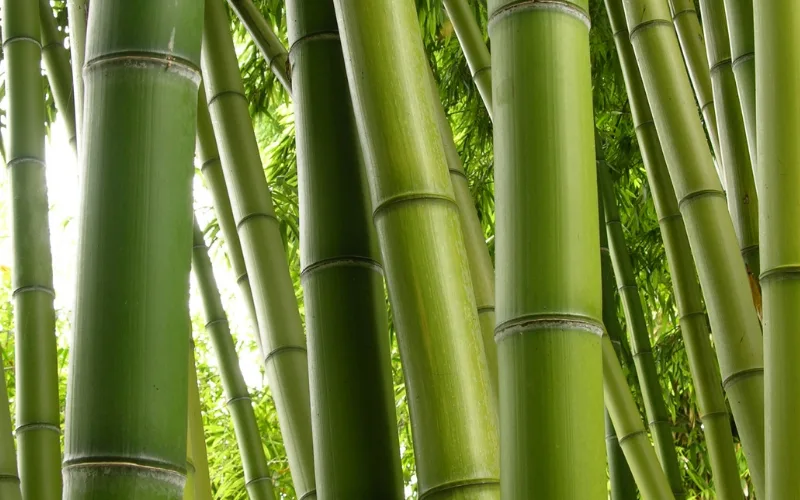 Kain dari Serat Bambu