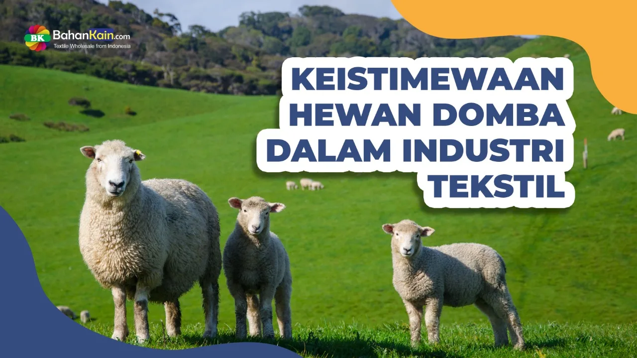 KEISTIMEWAAN HEWAN DOMBA DALAM INDUSTRI TEKSTIL