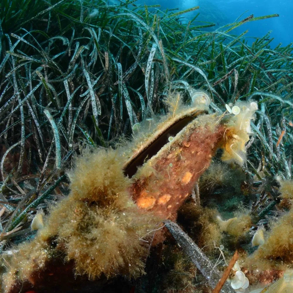 Sea Silk: Kain Legendaris 2.000 Tahun yang Berkilau Seperti Emas — Kini Bangkit Kembali Lewat Sains